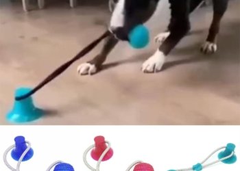 Dog Interactive Suction Cup Push TPR Ball Elastic Ropes Dog Tooth Cleaning Chewing Playing IQ Treat Toys